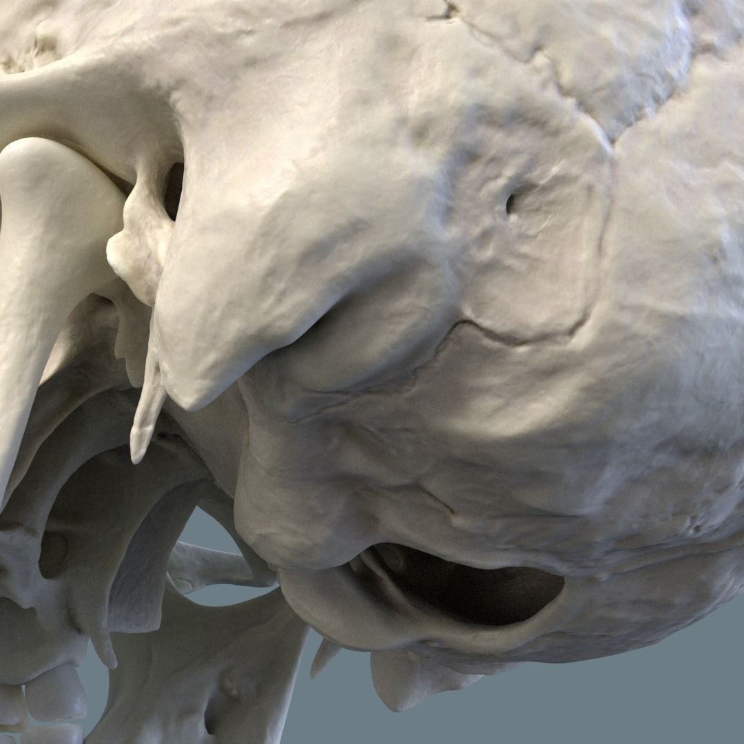 Photorealistic human skull 3D model_8