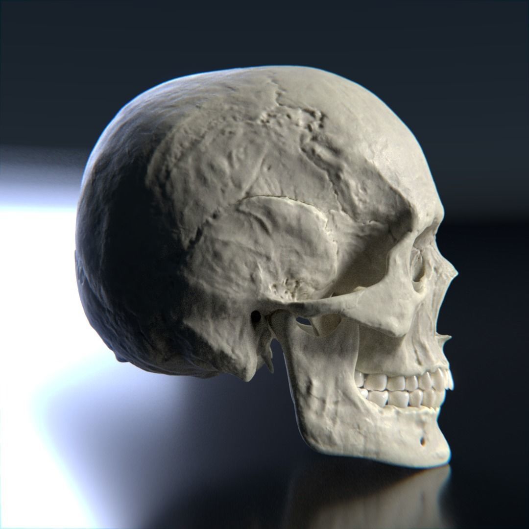 Photorealistic human skull 3D model_4