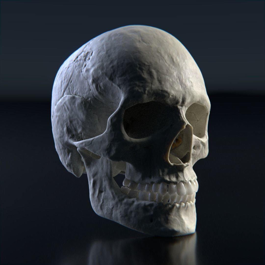 Photorealistic human skull 3D model_1