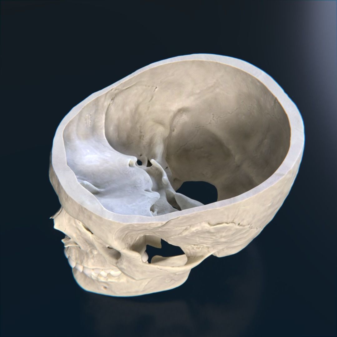 Photorealistic human skull 3D model_10