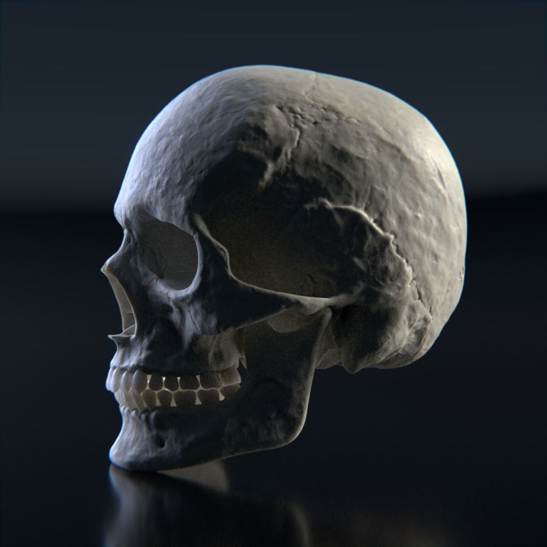 Photorealistic human skull 3D model_2