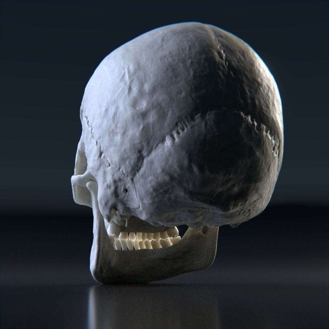 Photorealistic human skull 3D model_3