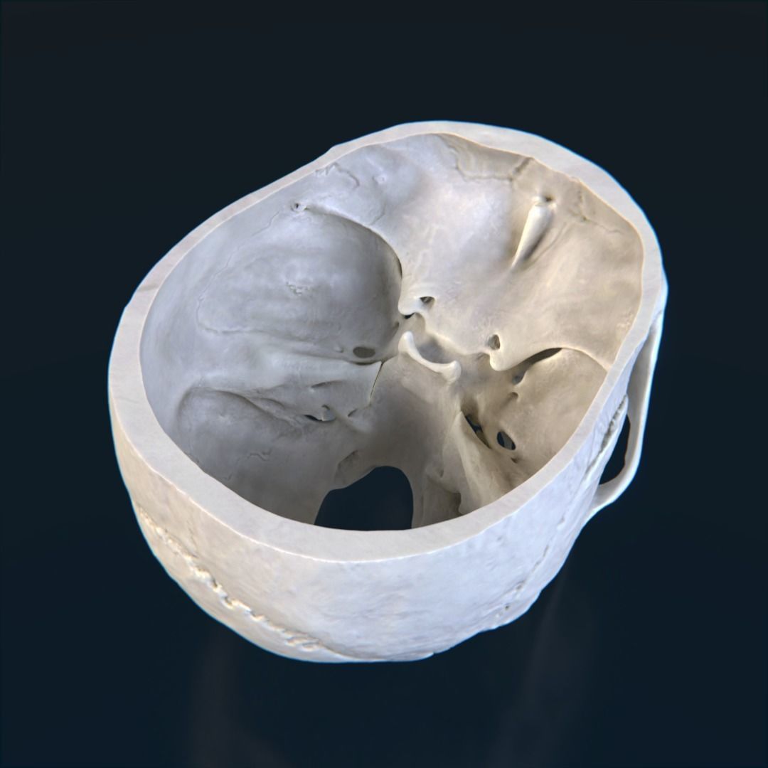 Photorealistic human skull 3D model_9