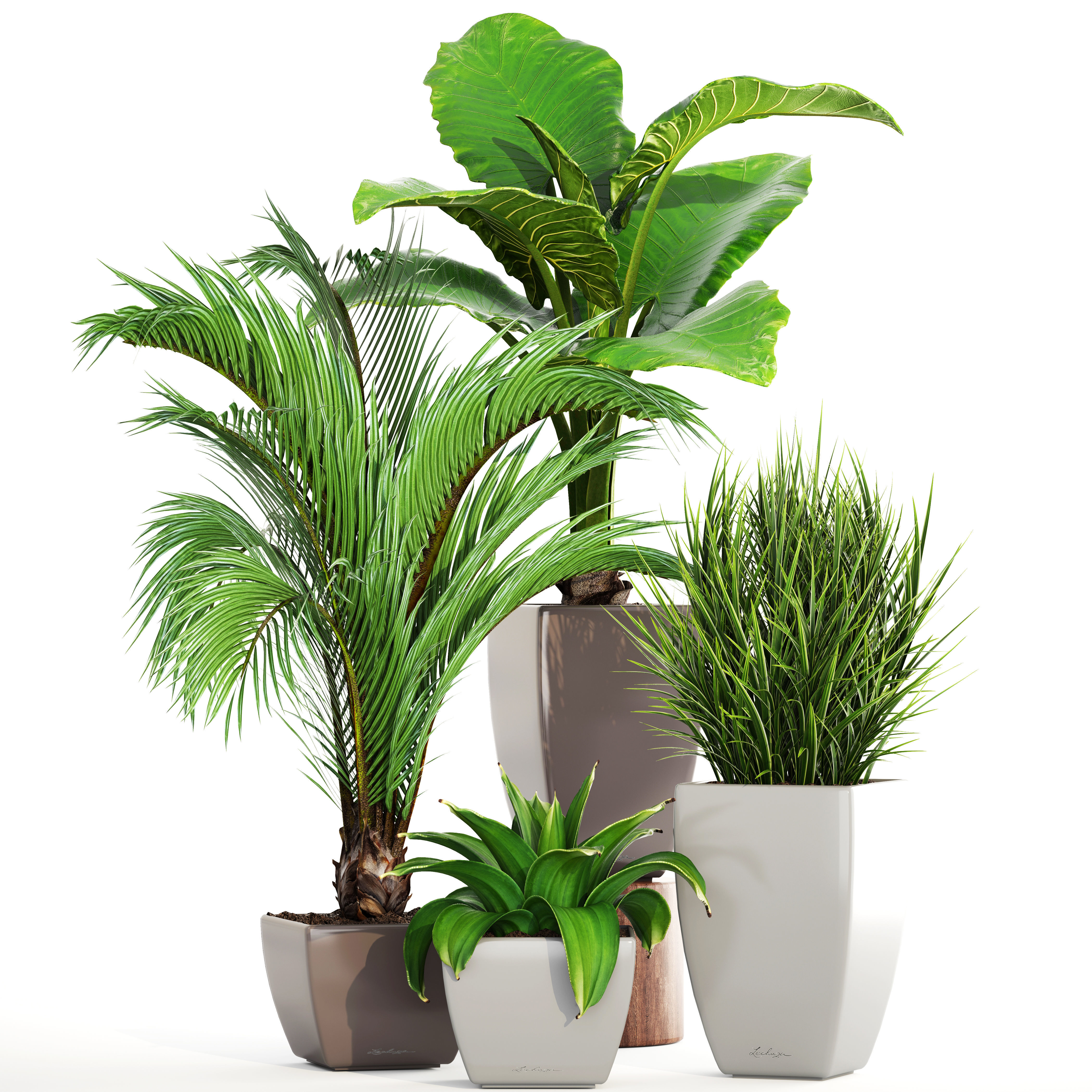 Collection plants four potted 3D model_7