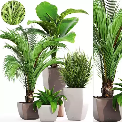 Collection plants four potted 3D model