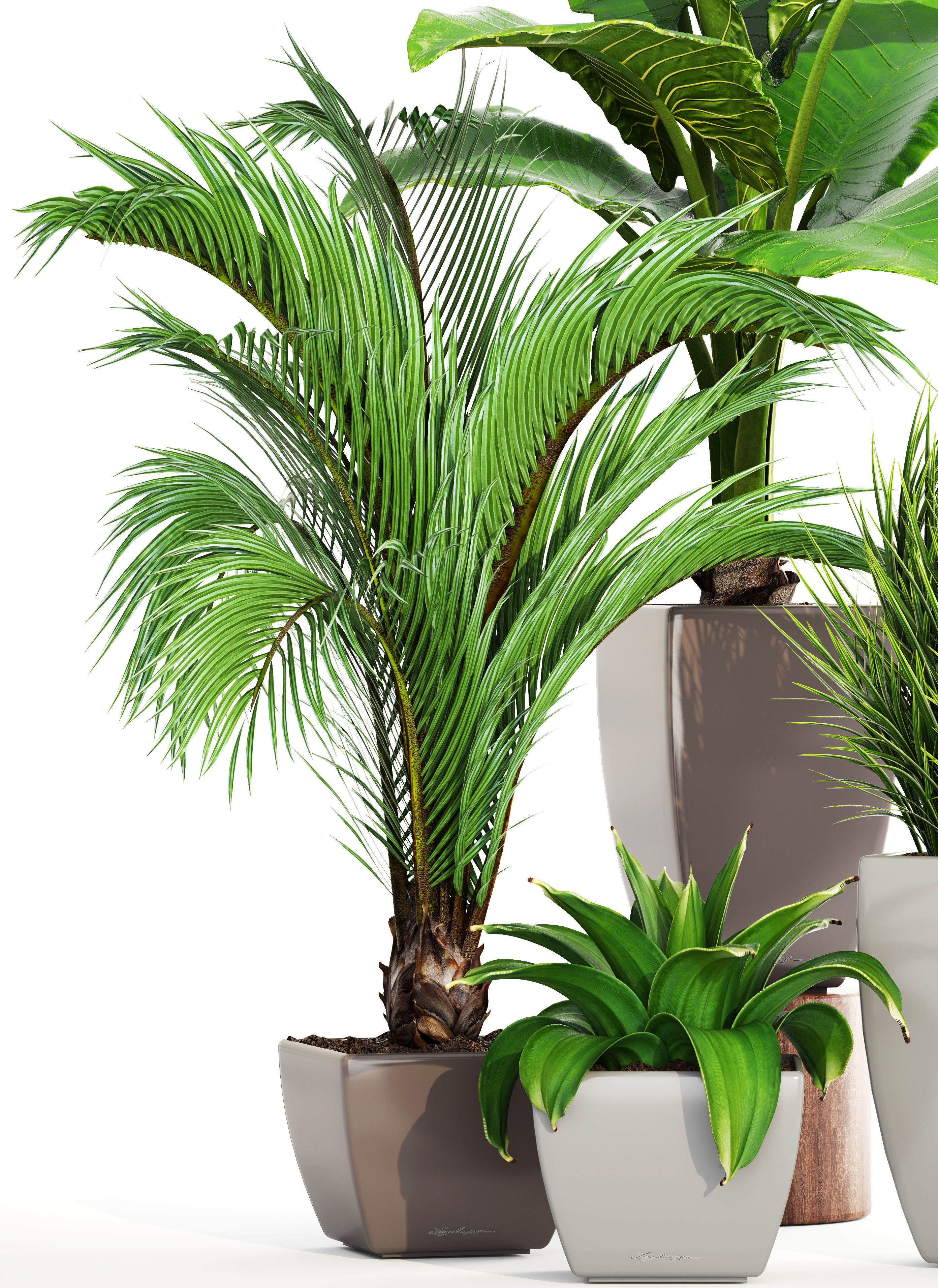 Collection plants four potted 3D model_9