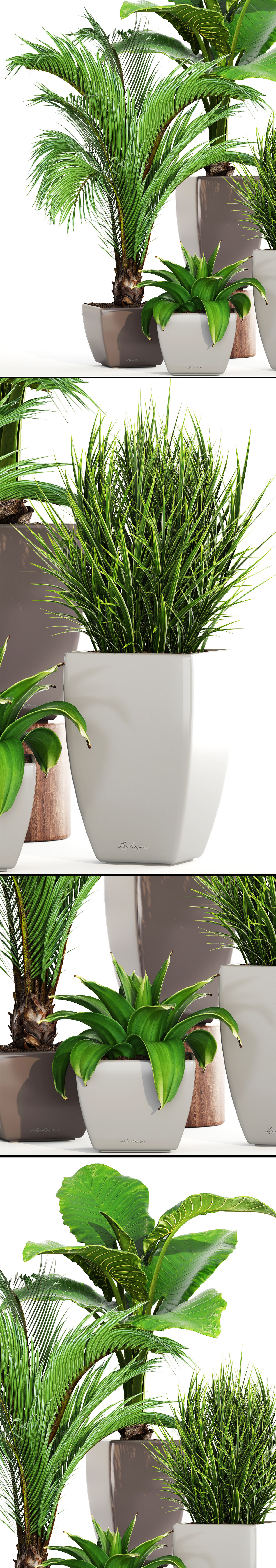 Collection plants four potted 3D model_10