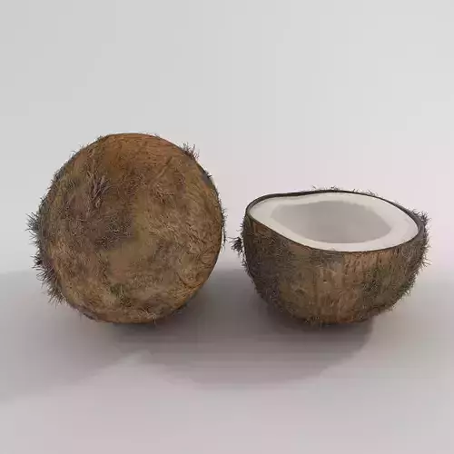 Realistic Coconut -