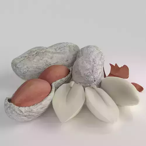 Realistic Peanut peanuts in shell