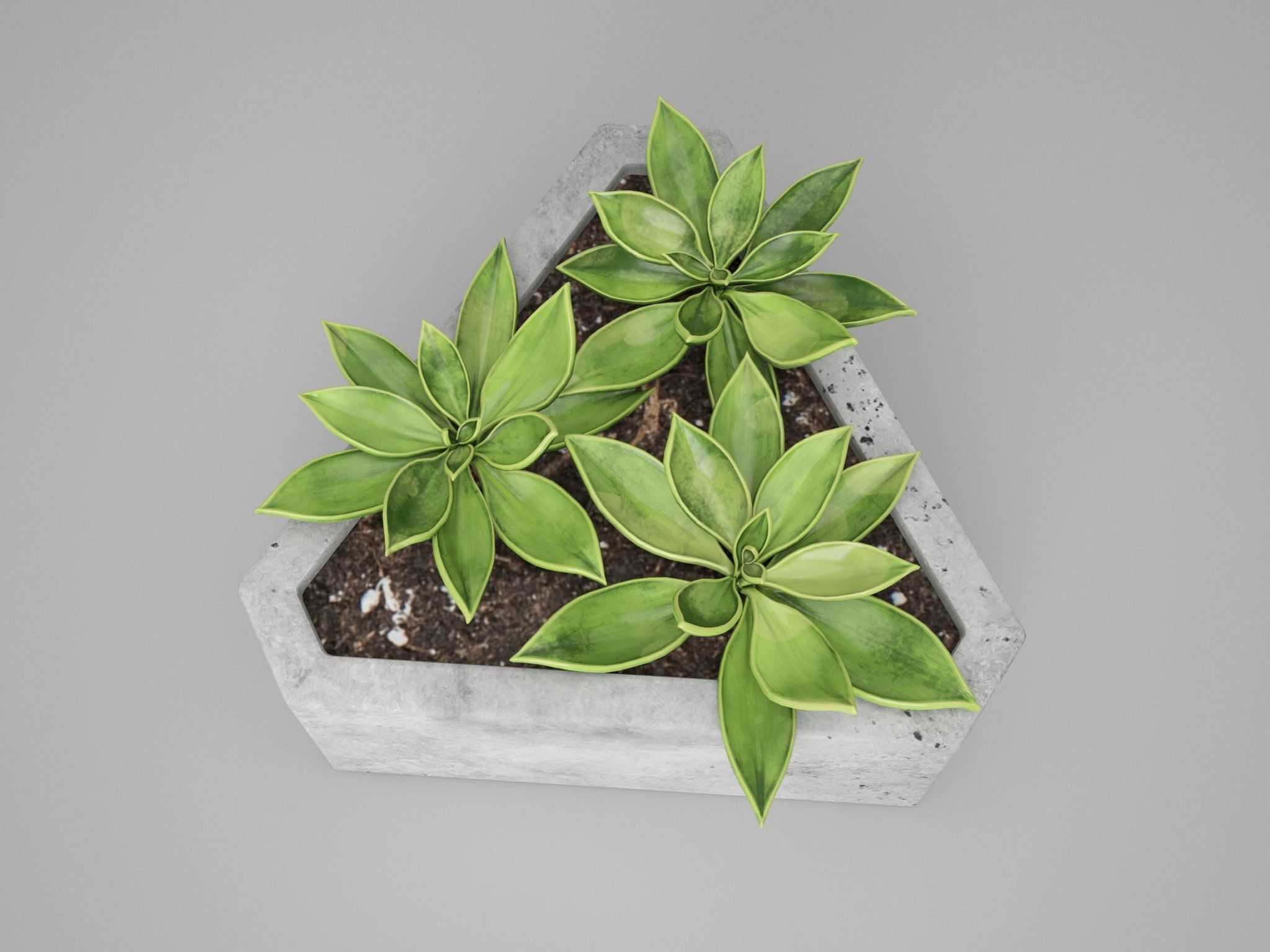 Concrete Potted Cactus Set 3D model_12