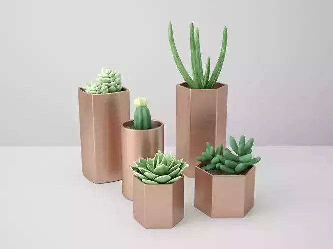 Copper Potted Cactus Set 3D model