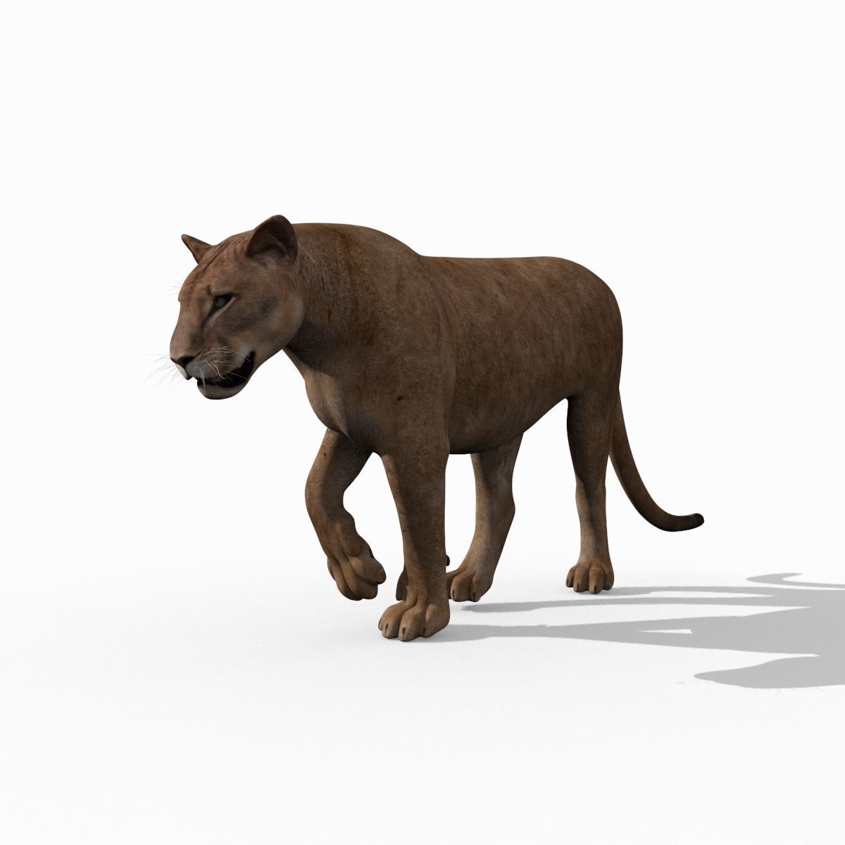 Mountain lion - 3d model 3D model_12