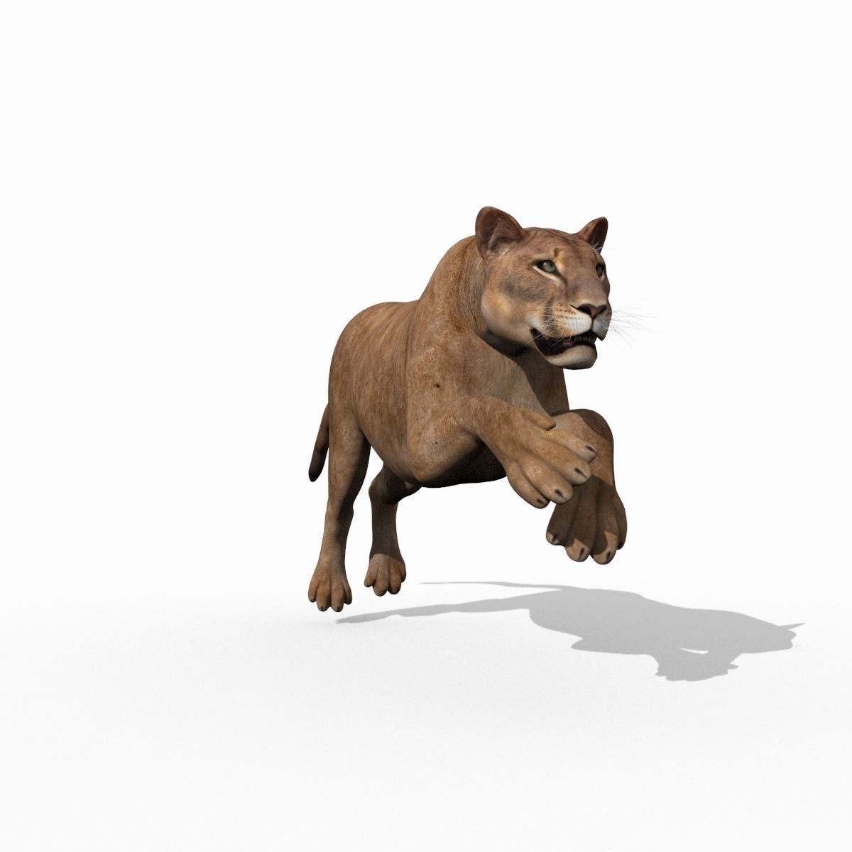 Mountain lion - 3d model 3D model_11