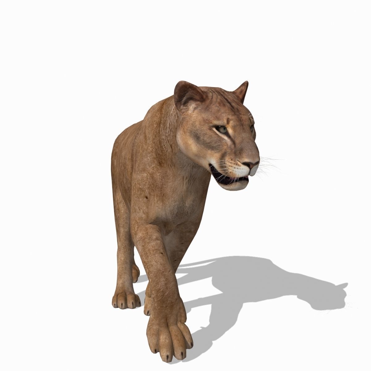 Mountain lion - 3d model 3D model_6
