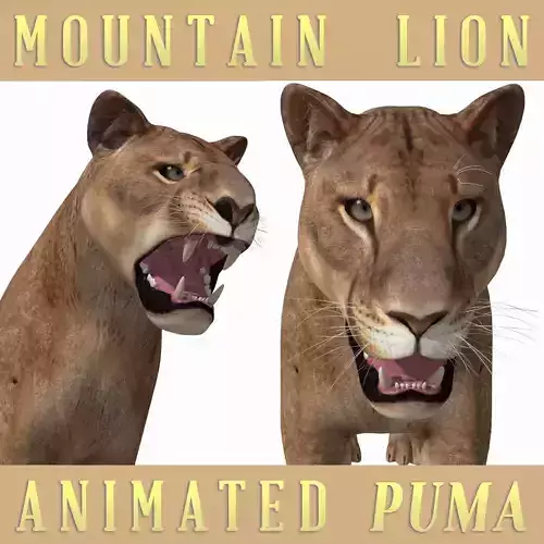Mountain lion - 3d model 3D model