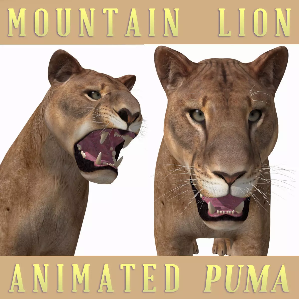 Mountain lion - 3d model 3D model_0