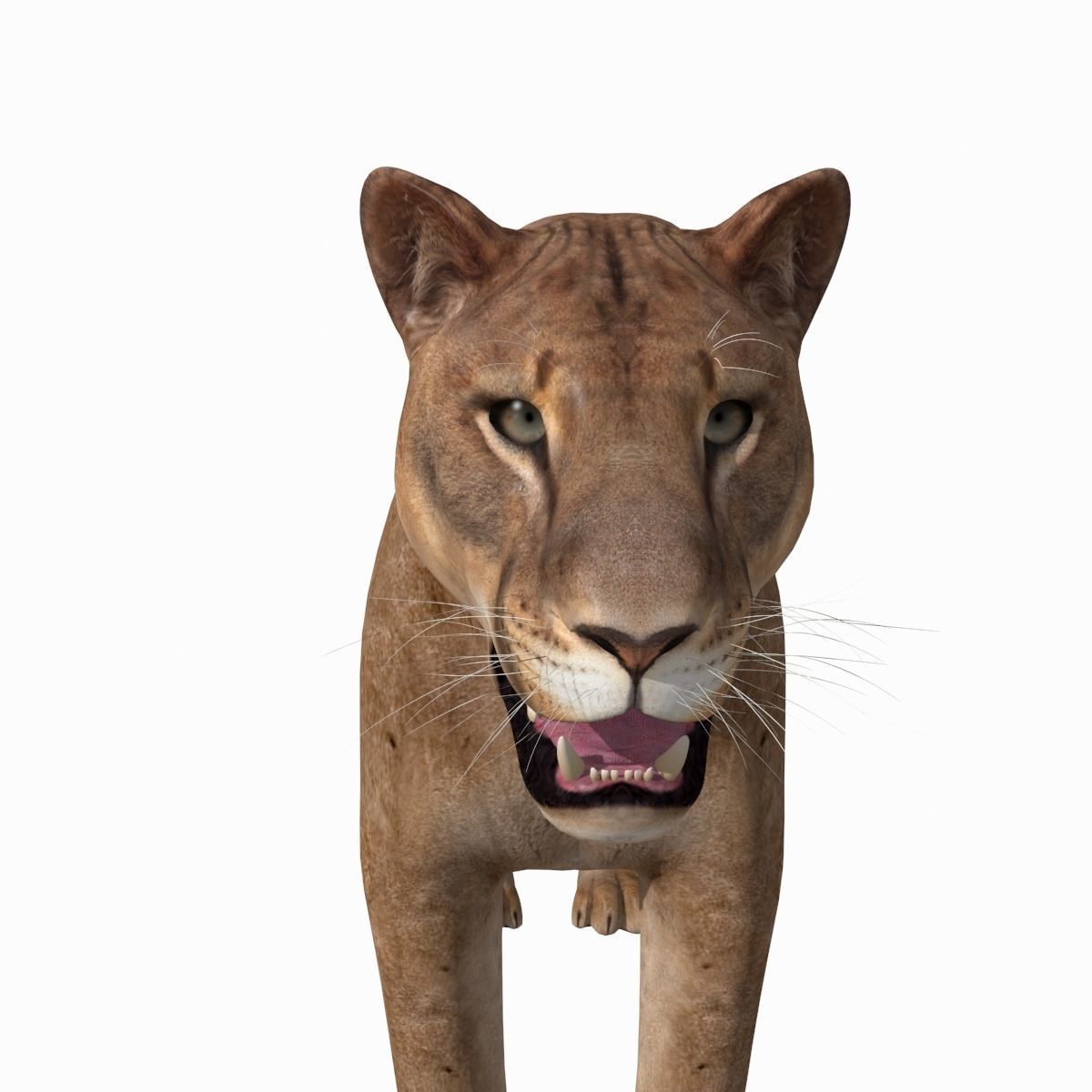 Mountain lion - 3d model 3D model_4