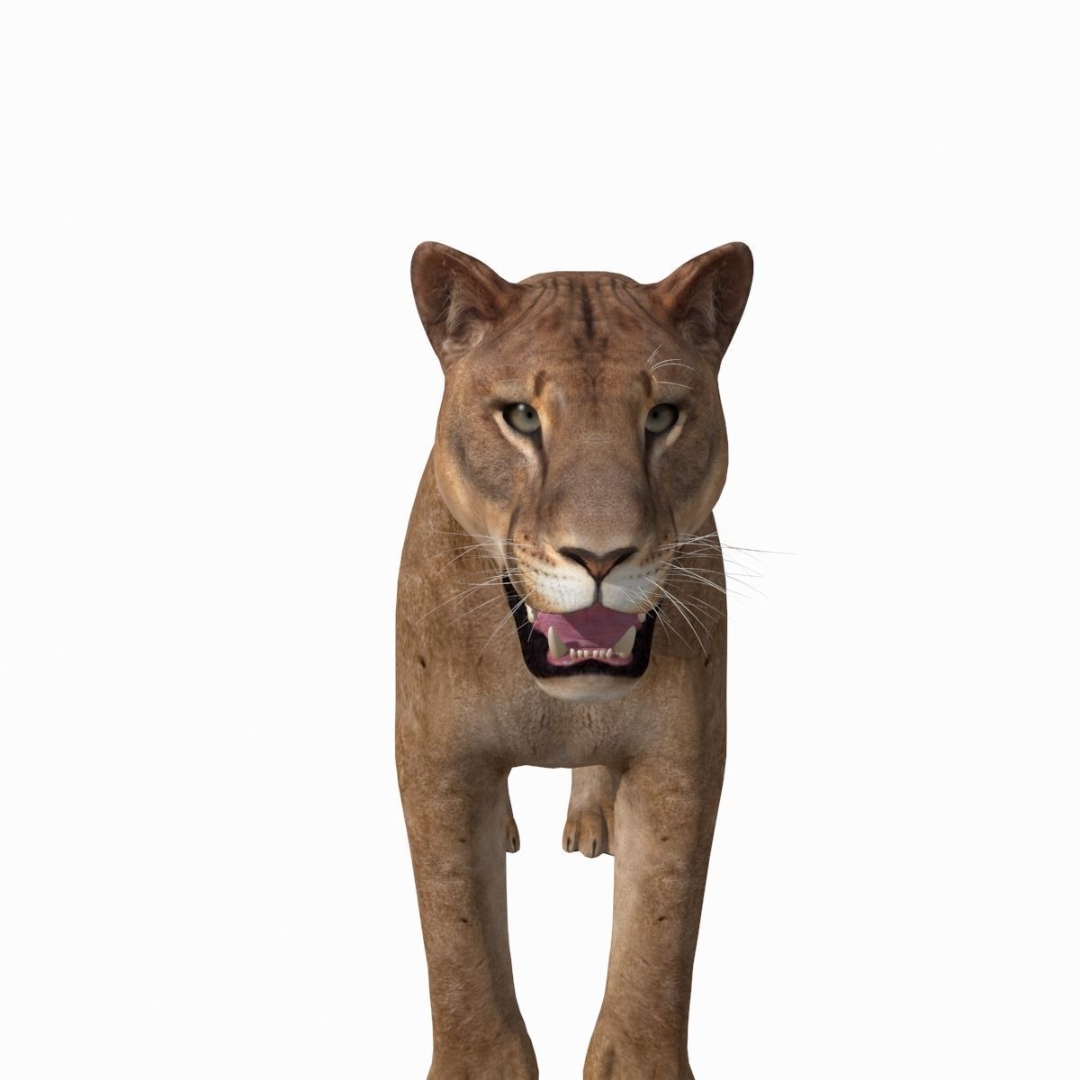 Mountain lion - 3d model 3D model_3