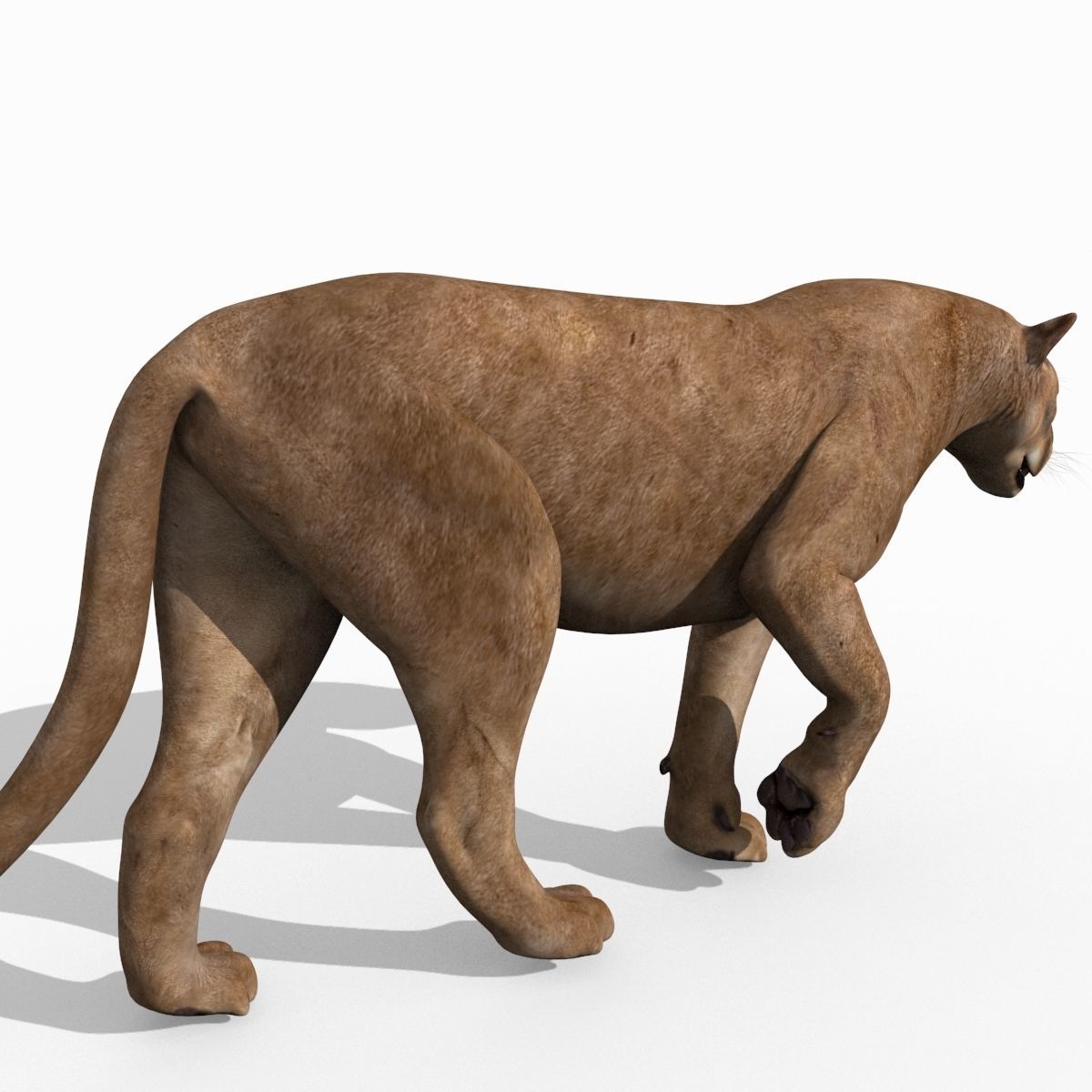 Mountain lion - 3d model 3D model_10