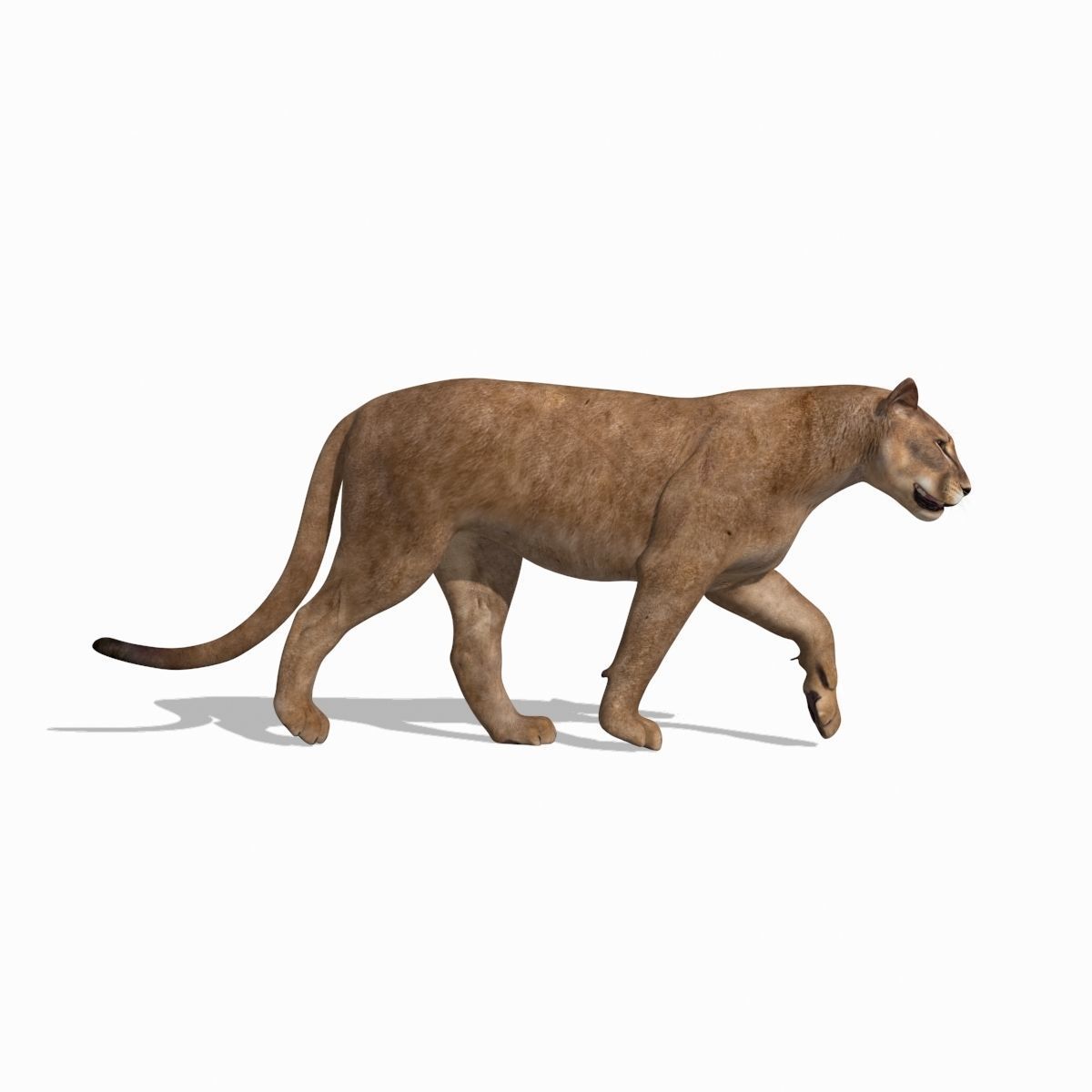 Mountain lion - 3d model 3D model_9
