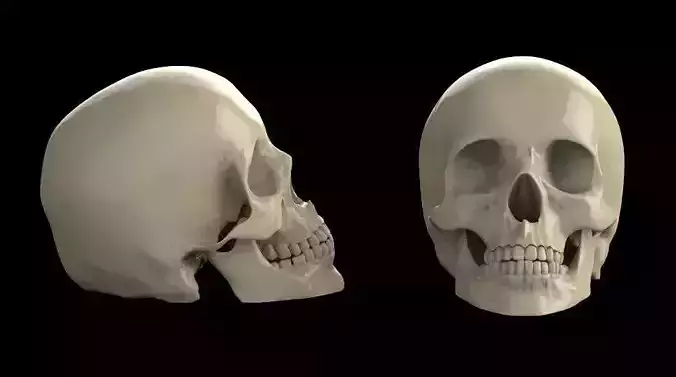 skull 3d model two skulls 3D print model