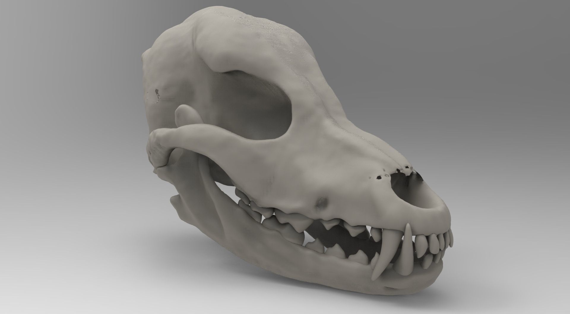 Petrified Canine Skull Low-poly 3D model_2