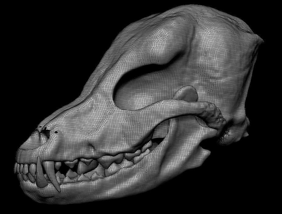 Petrified Canine Skull Low-poly 3D model_1