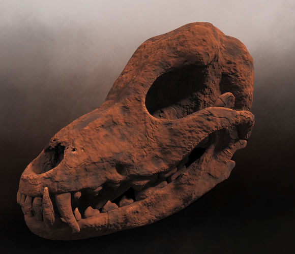 Petrified Canine Skull Low-poly 3D model