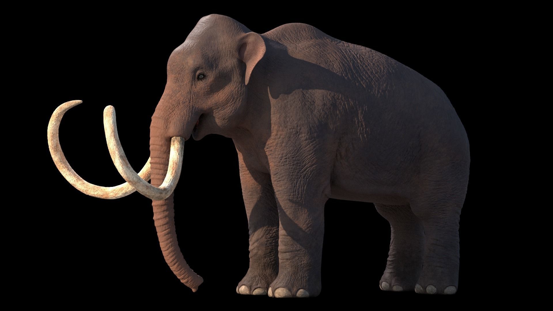 Columbian Mammoth - Mammuthus Columbi 3D model_2
