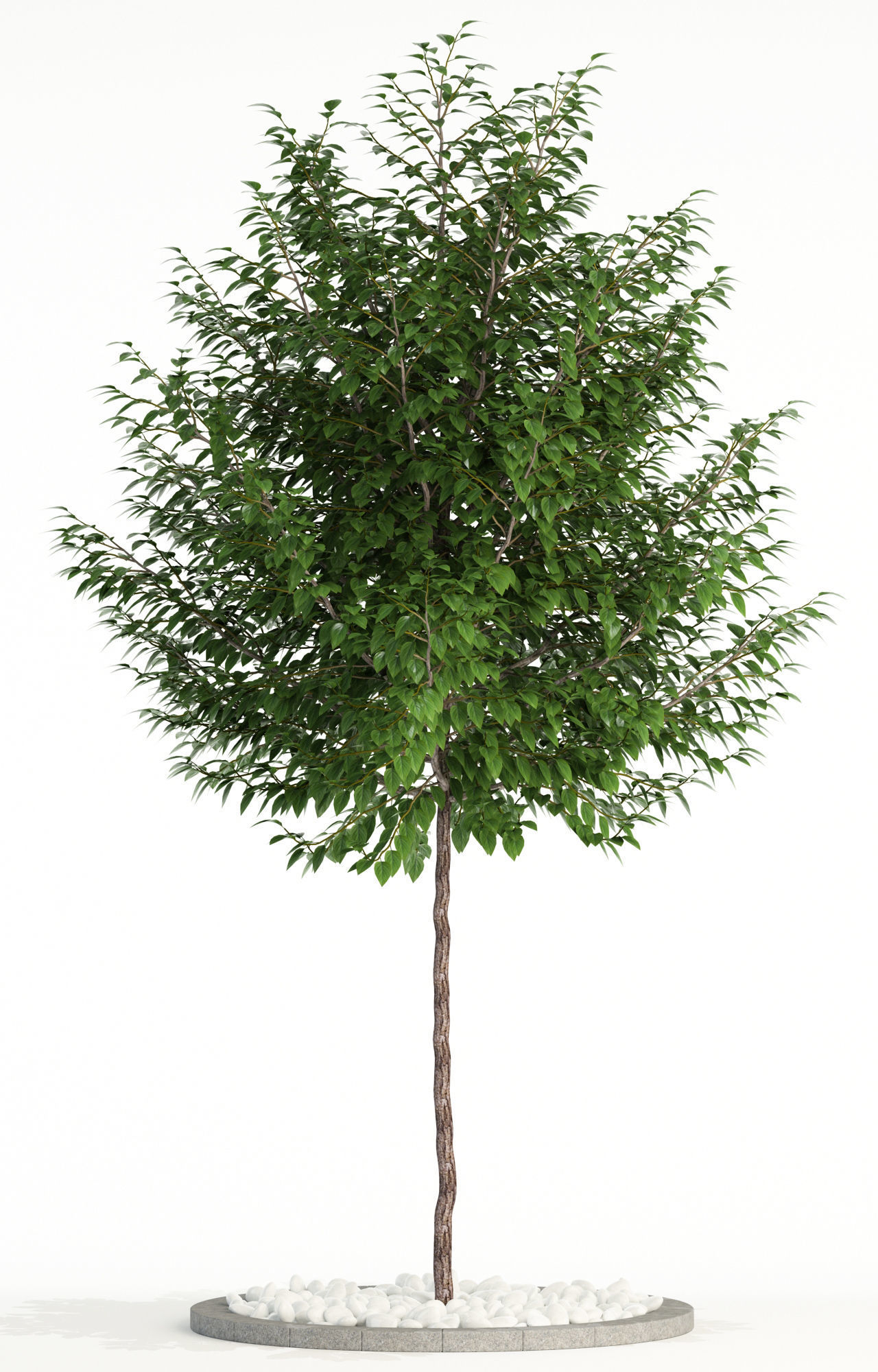 Plants collection 83 3D model_2