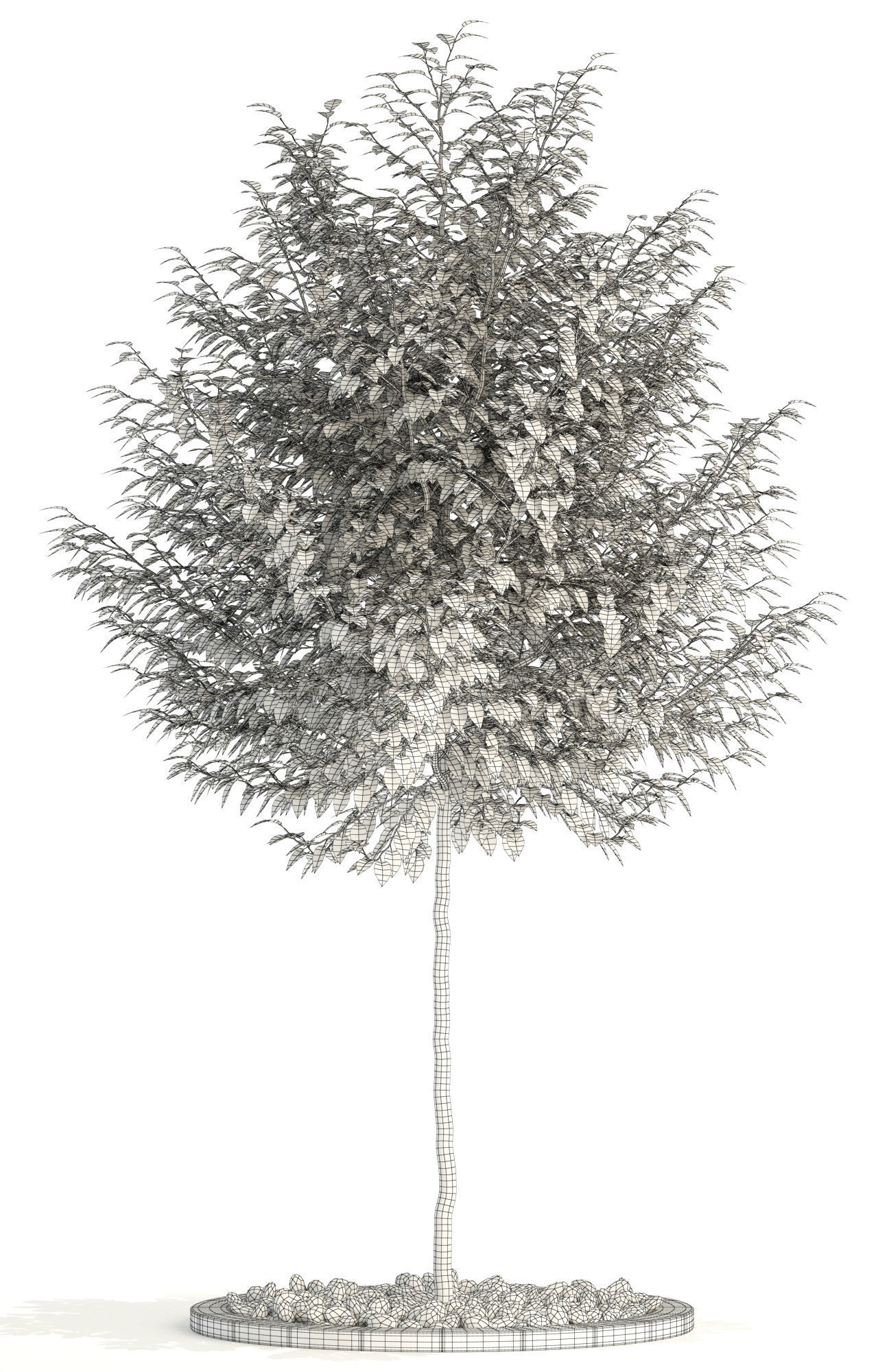 Plants collection 83 3D model_5