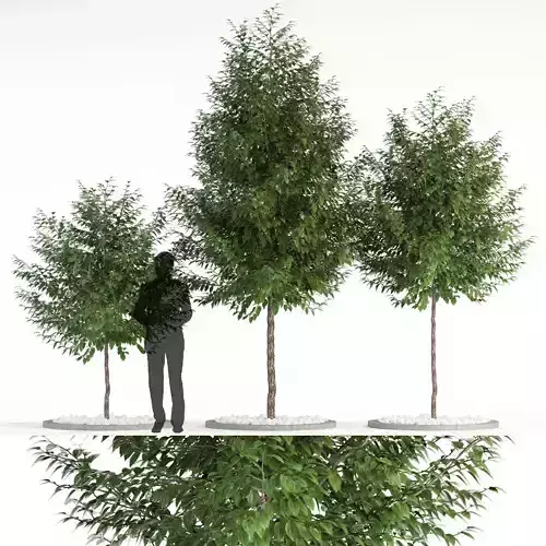 Plants collection 83