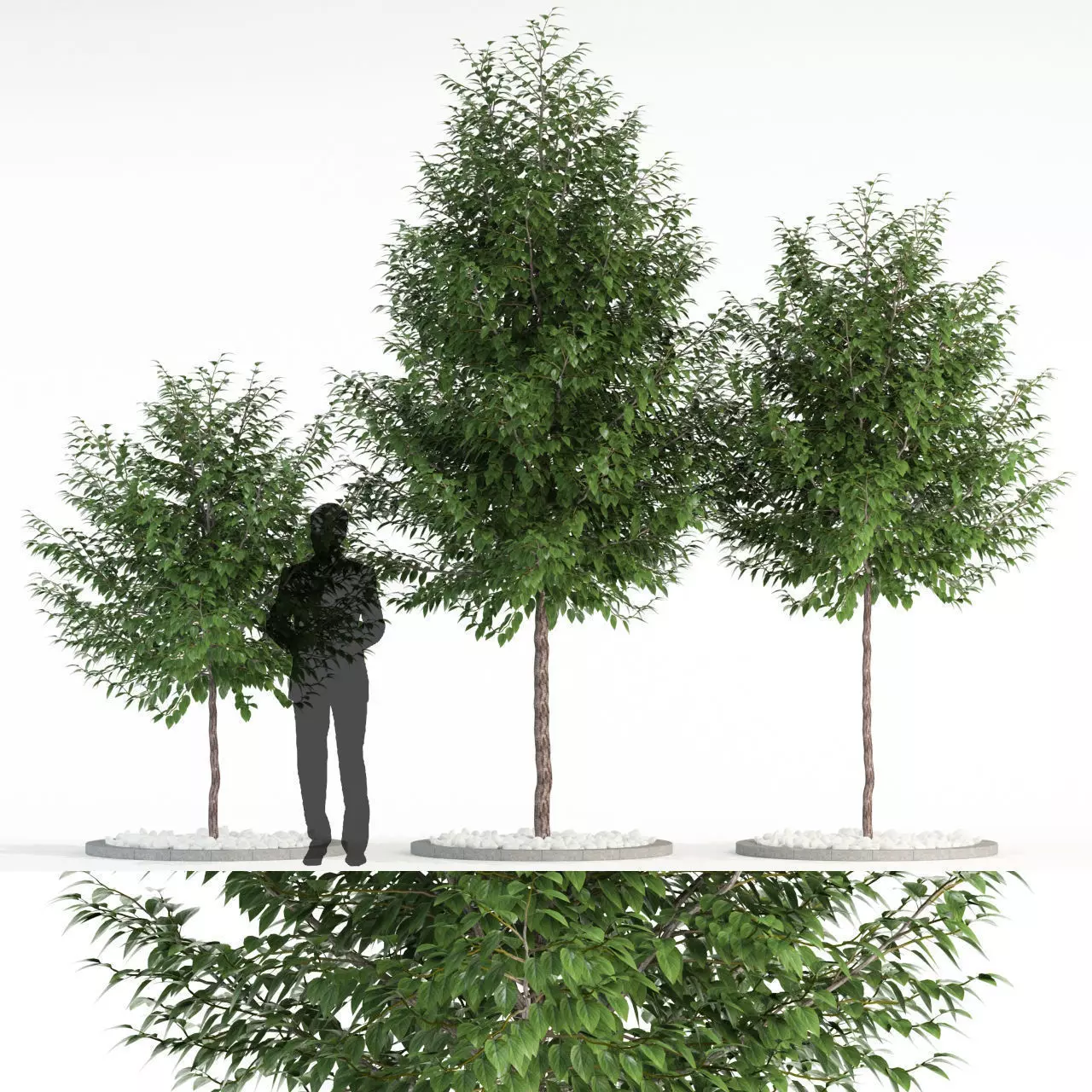 Plants collection 83 3D model_0