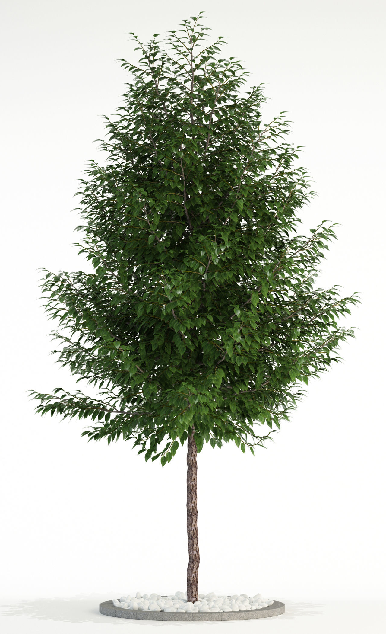 Plants collection 83 3D model_1