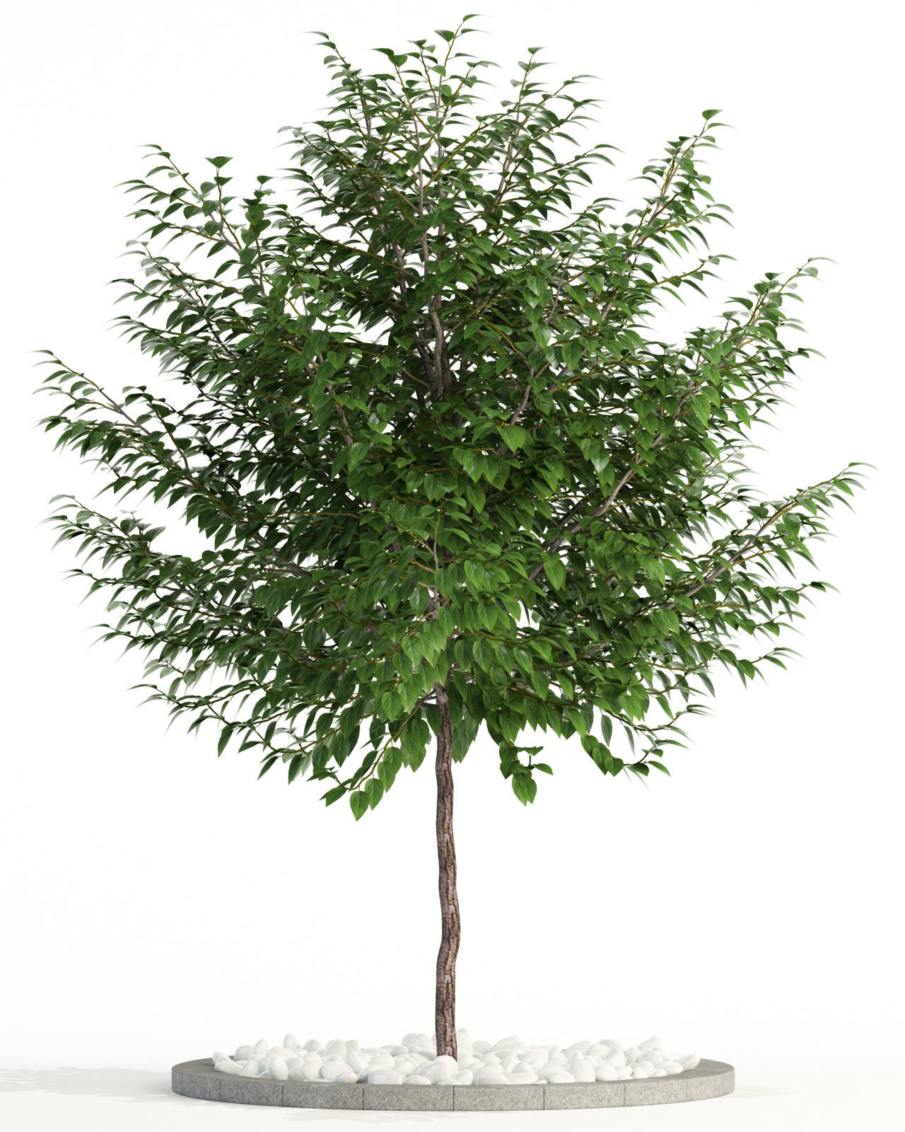 Plants collection 83 3D model_3