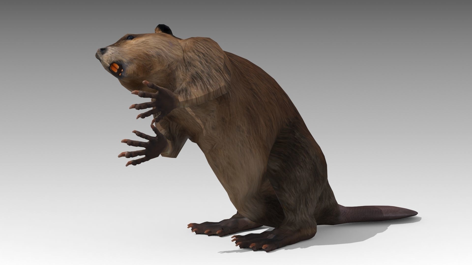 Beaver Low-poly 3D model_3