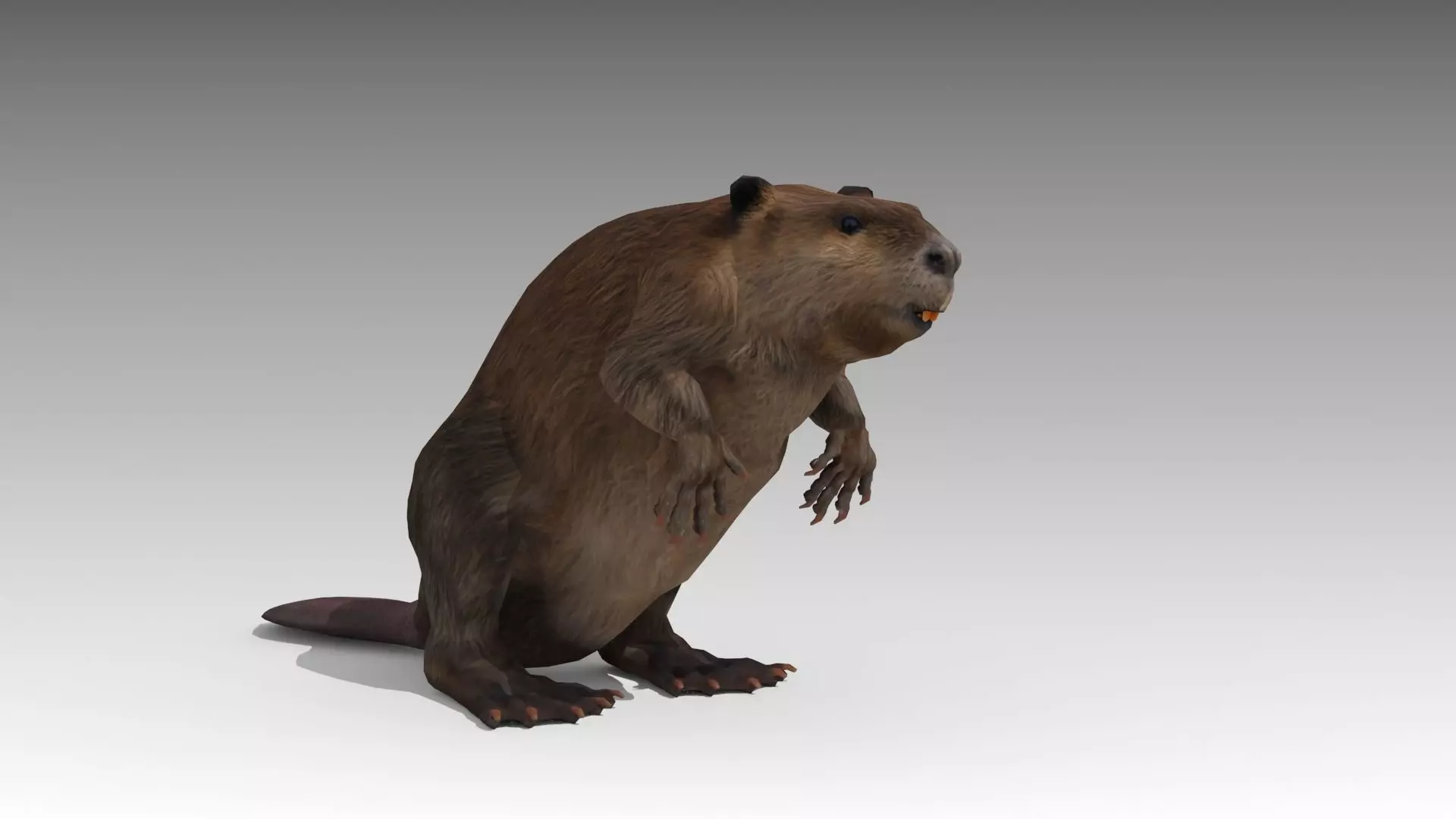 Beaver Low-poly 3D model_0