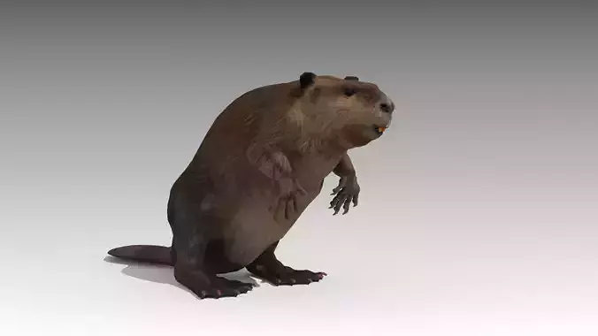 Beaver Low-poly 3D model