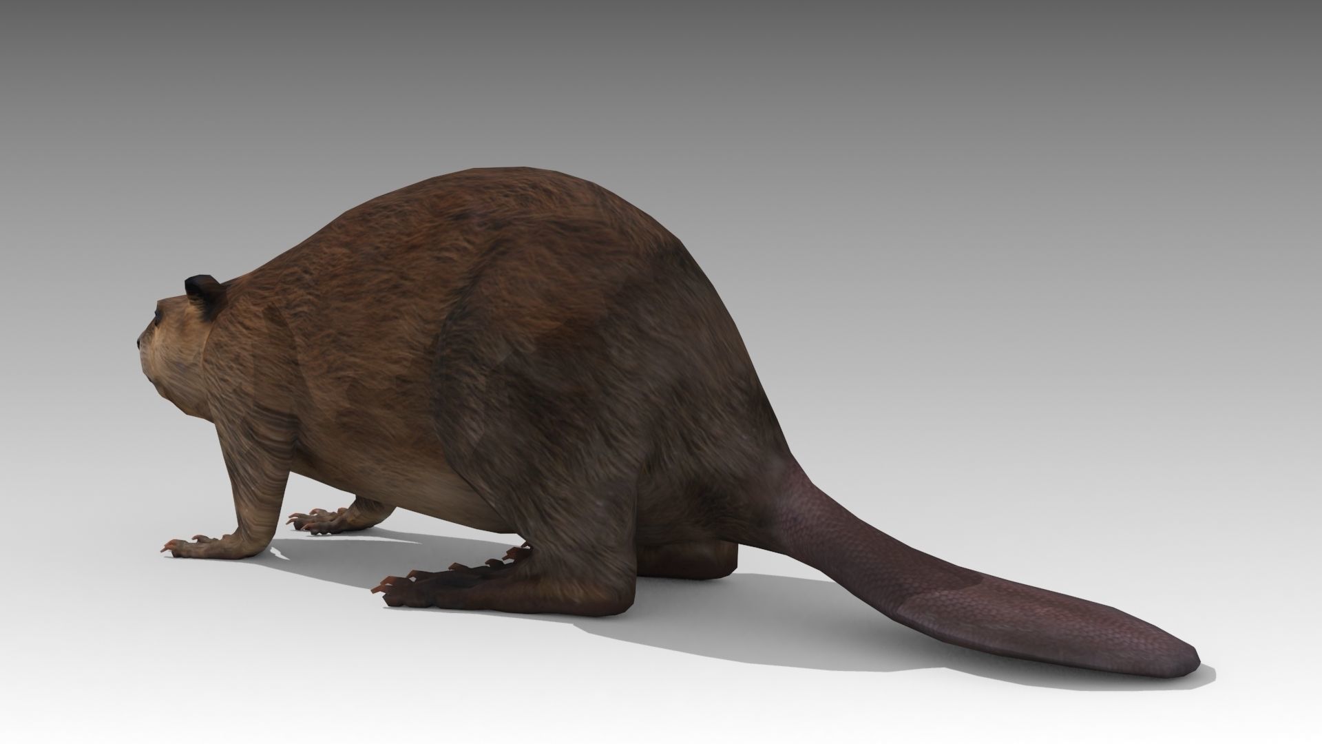 Beaver Low-poly 3D model_5
