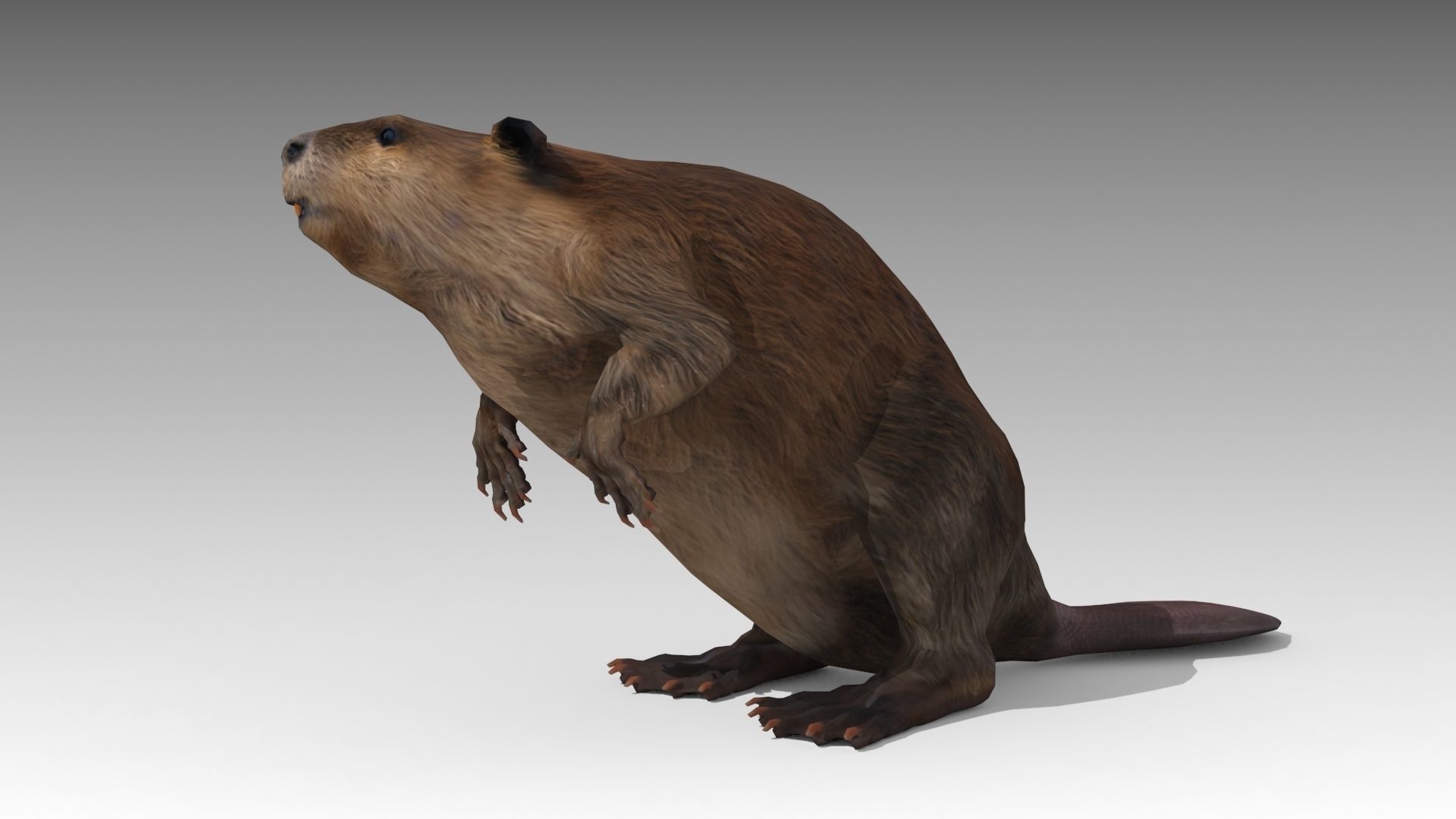 Beaver Low-poly 3D model_2