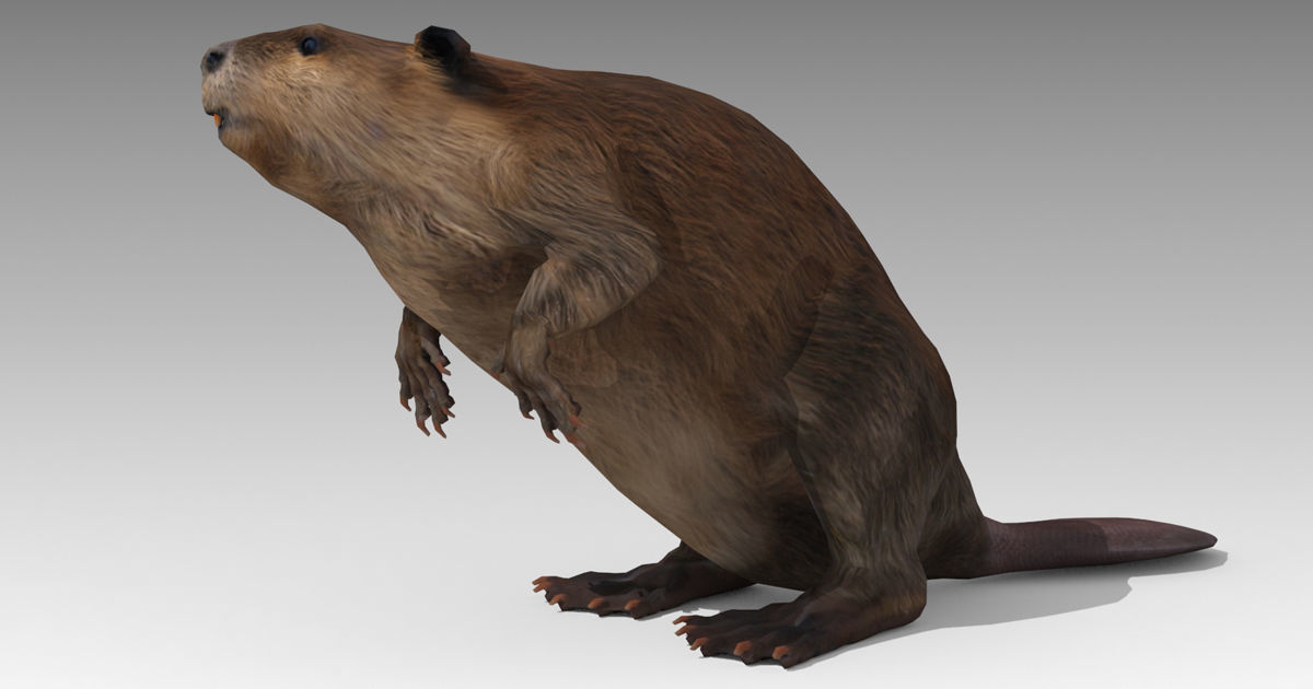 Beaver Low-poly 3D model_8