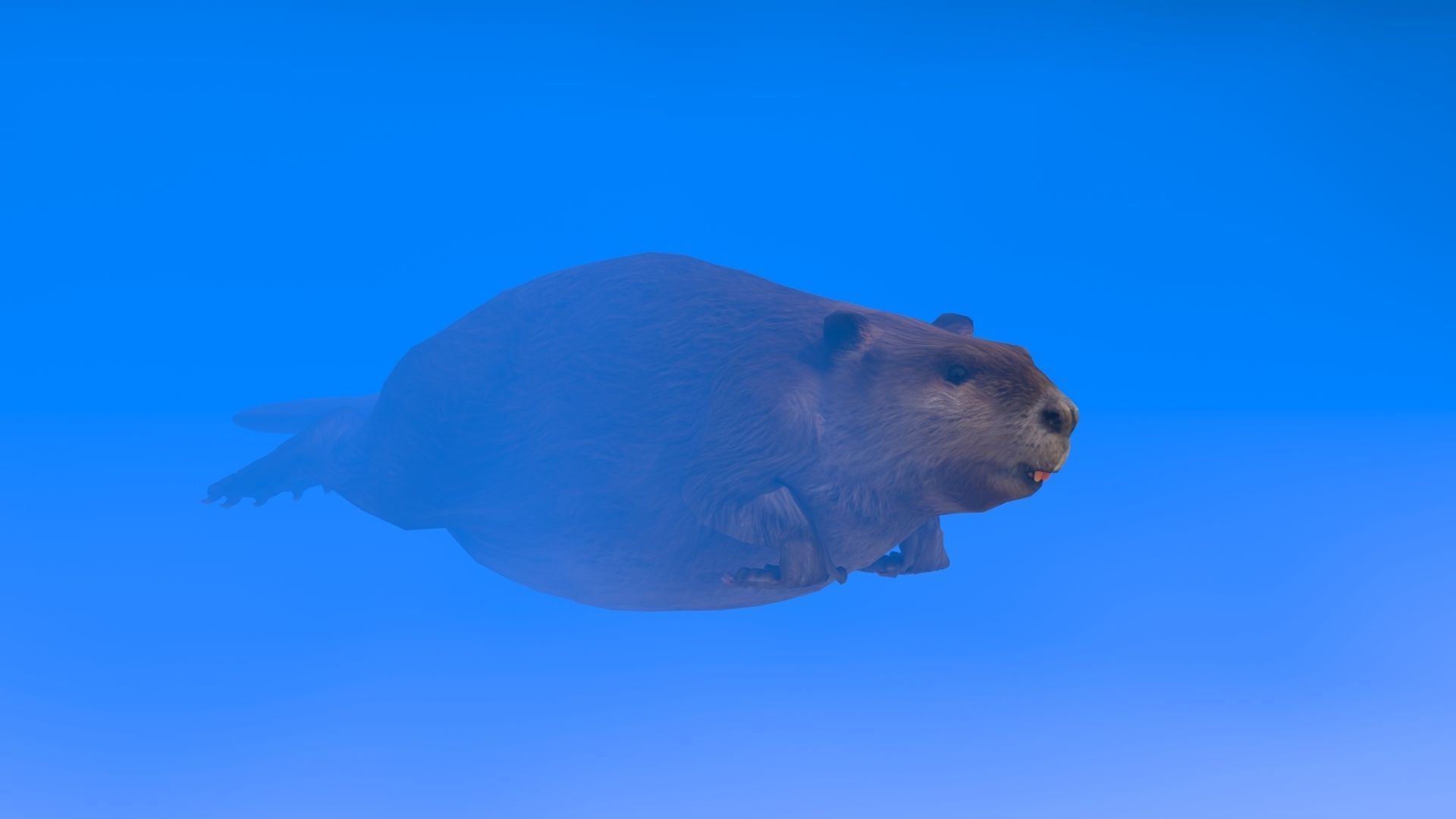 Beaver Low-poly 3D model_10