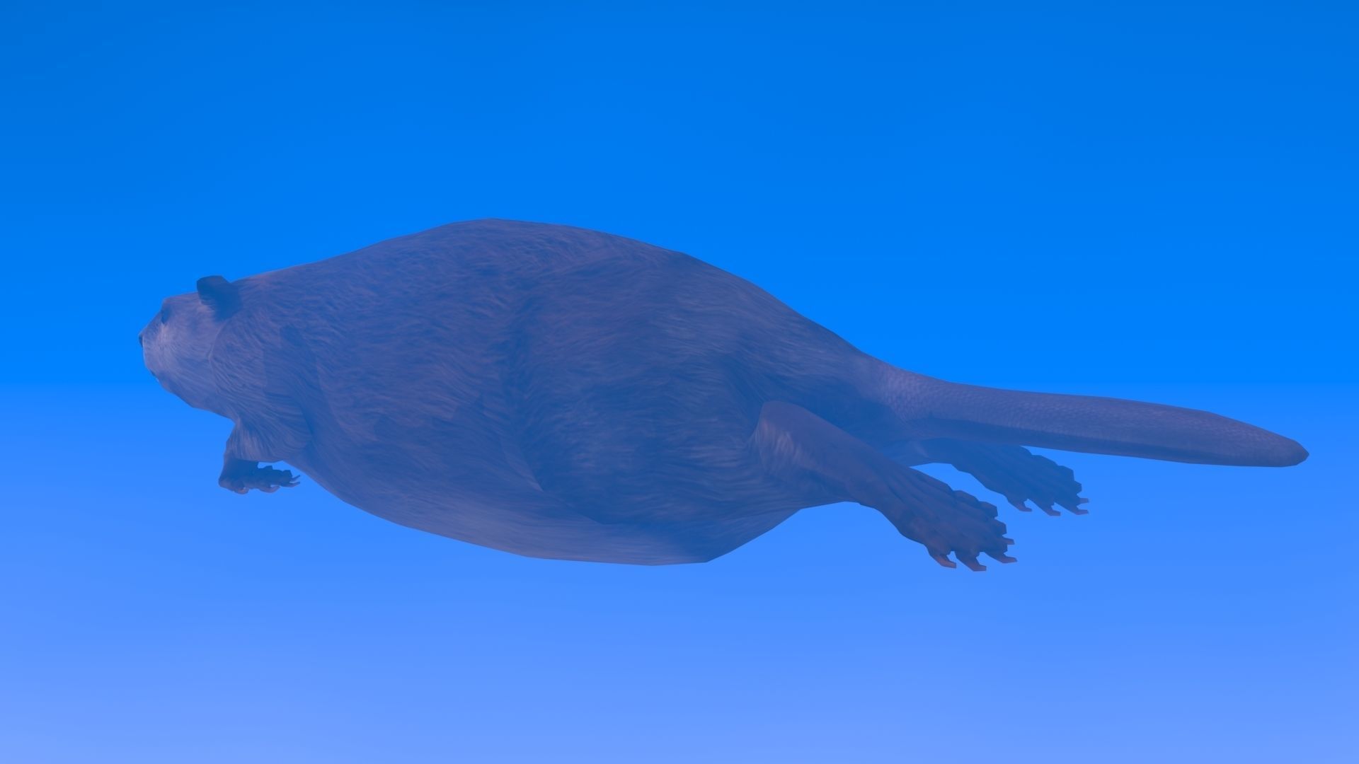 Beaver Low-poly 3D model_11
