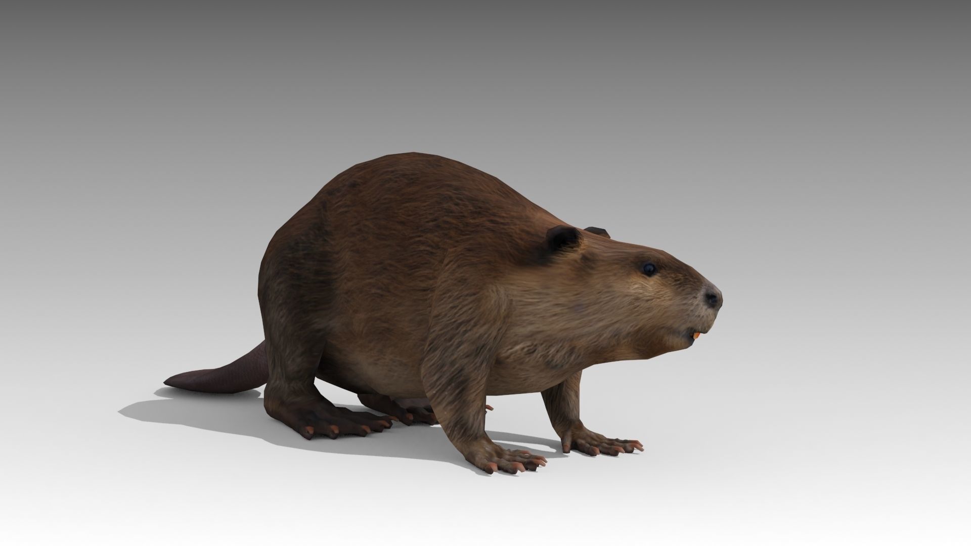 Beaver Low-poly 3D model_6