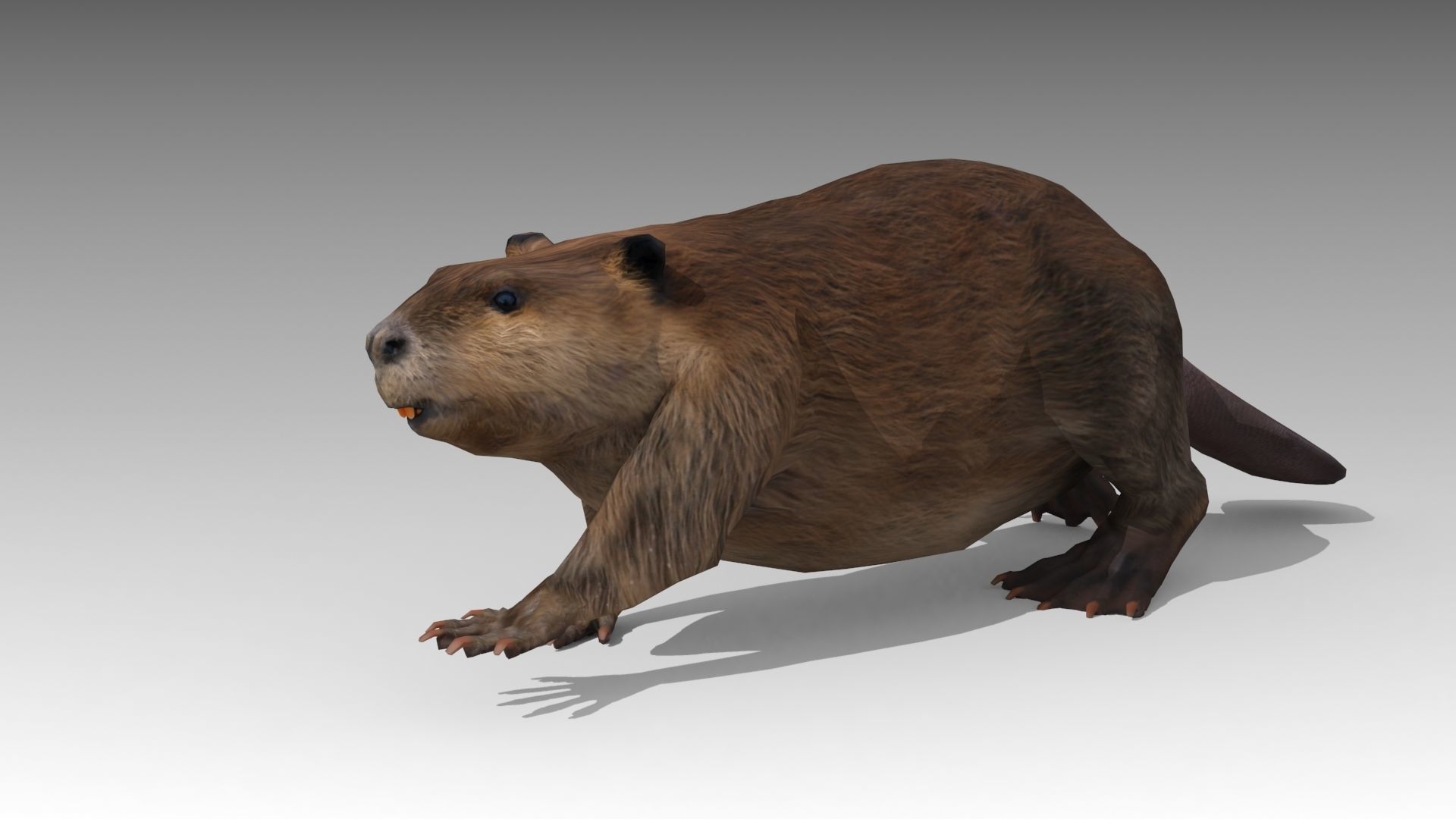 Beaver Low-poly 3D model_7