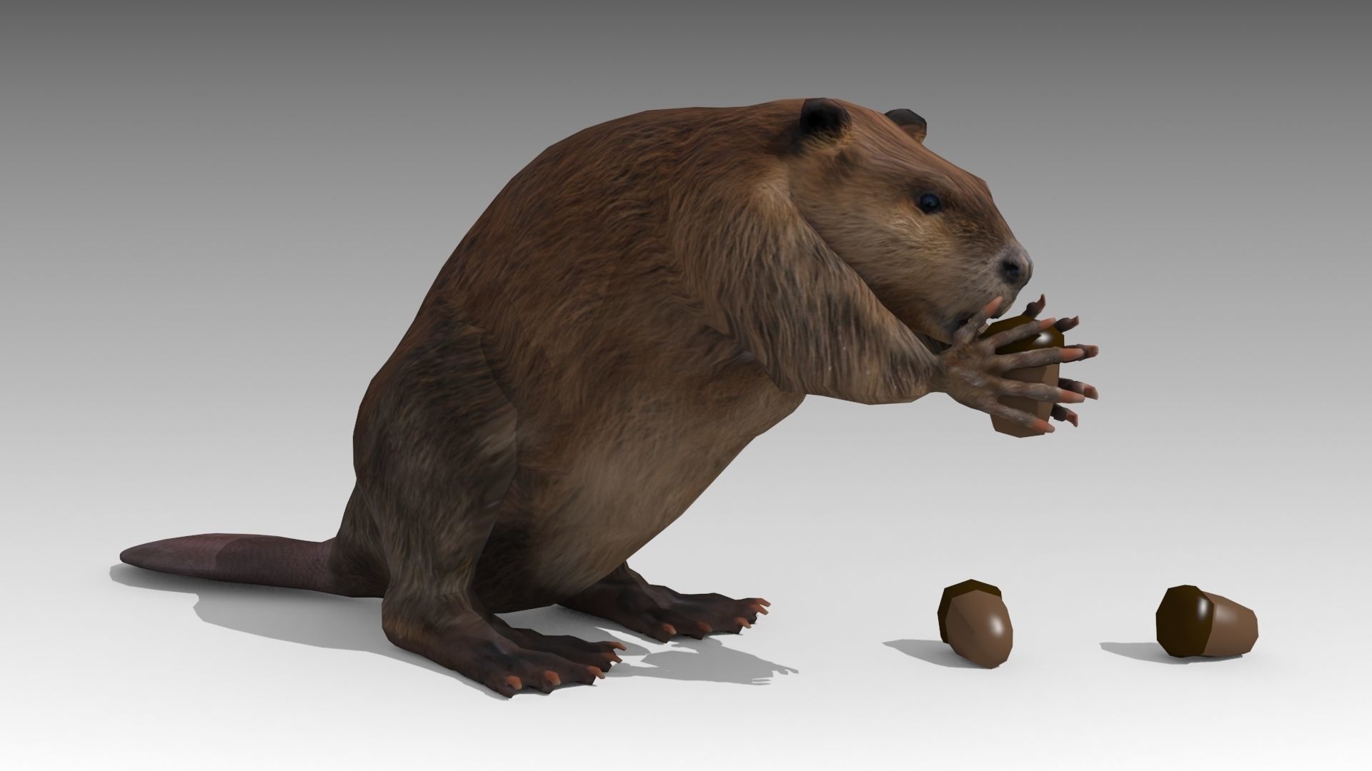 Beaver Low-poly 3D model_4
