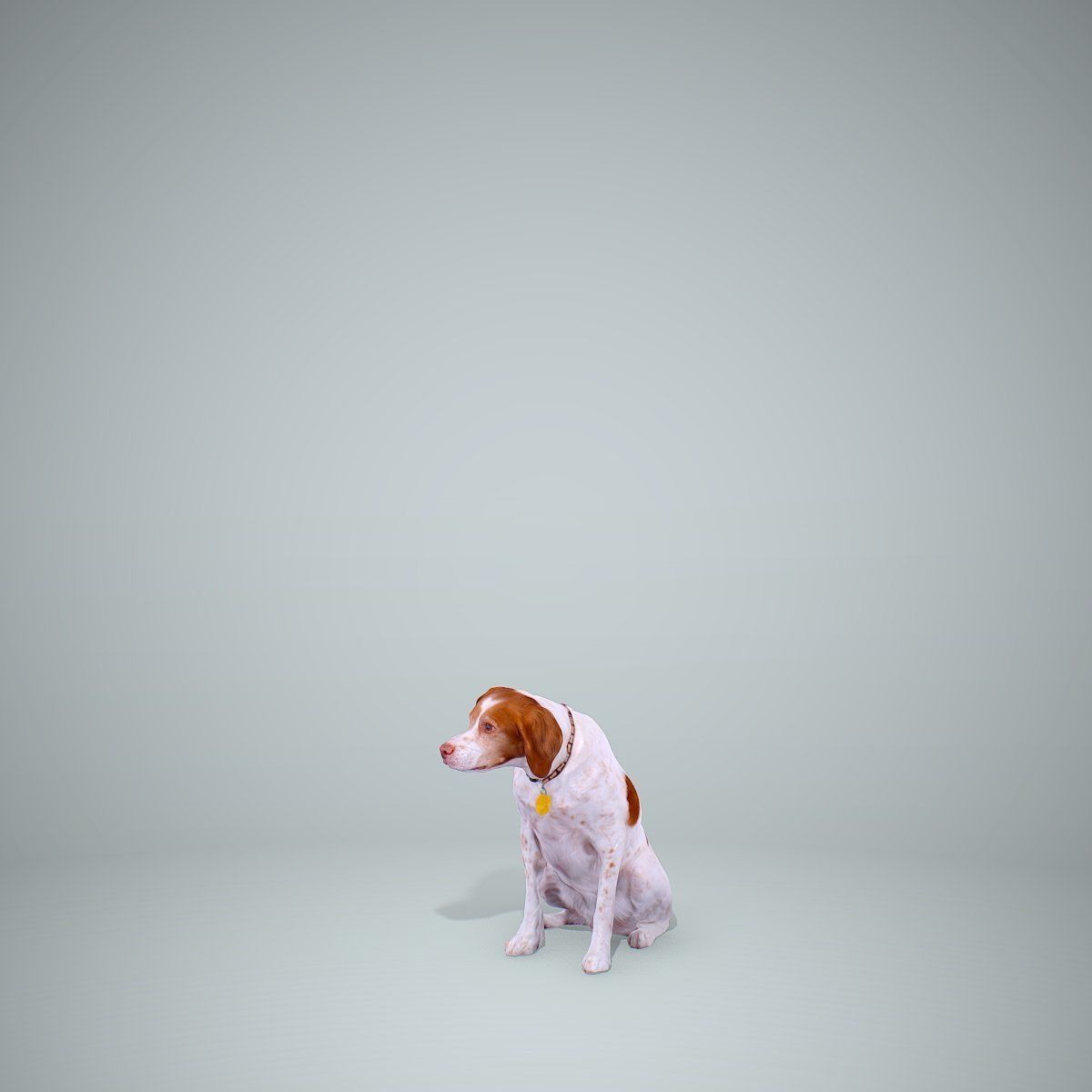 Dog Sitting Still Dog0004-HD2-P01-S 3D model_9