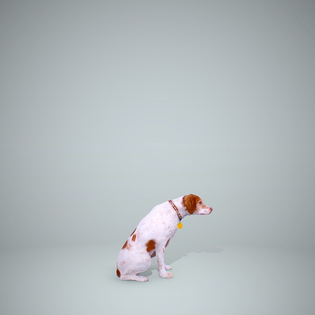 Dog Sitting Still Dog0004-HD2-P01-S 3D model_32