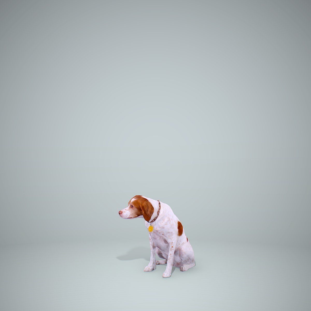 Dog Sitting Still Dog0004-HD2-P01-S 3D model_10