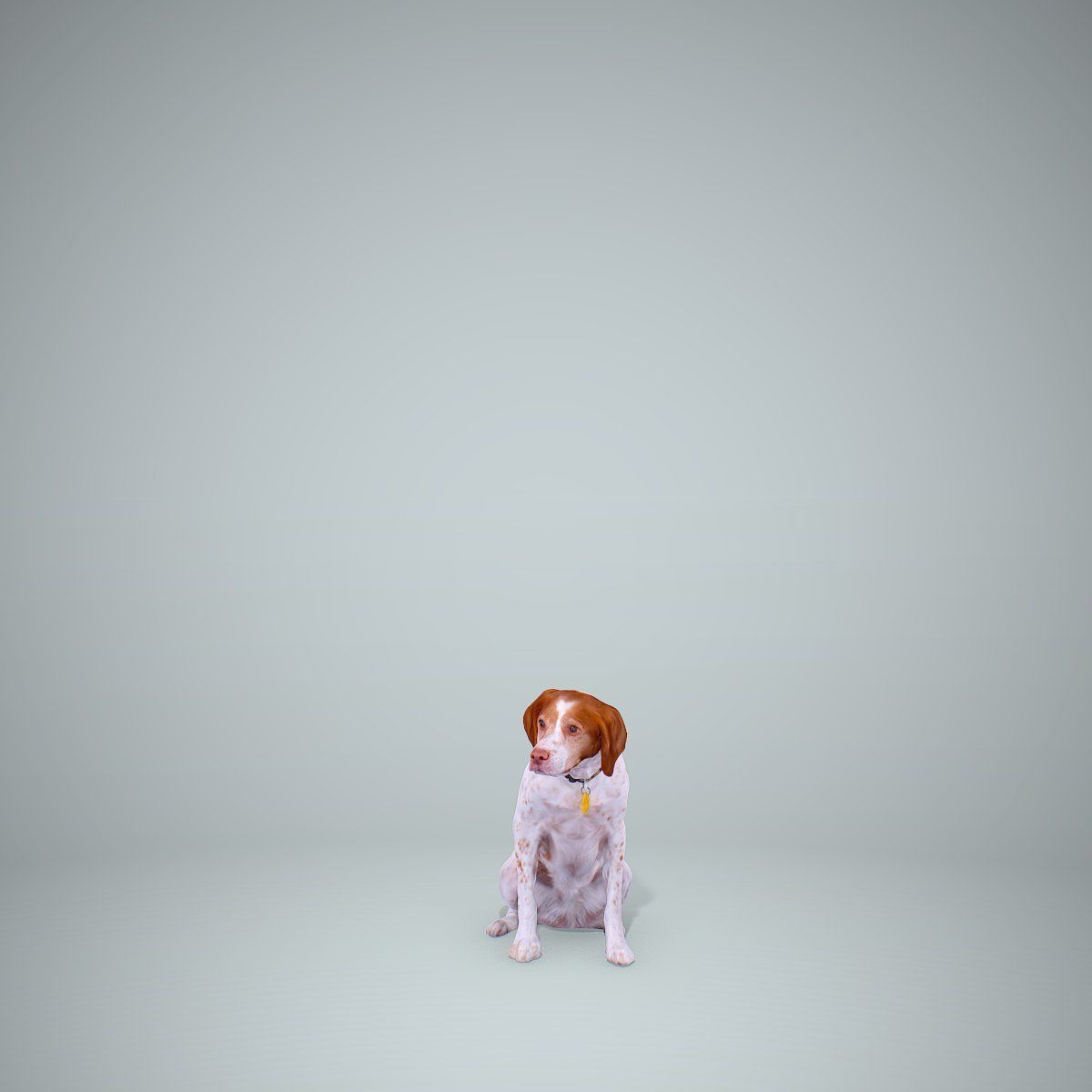 Dog Sitting Still Dog0004-HD2-P01-S 3D model_6